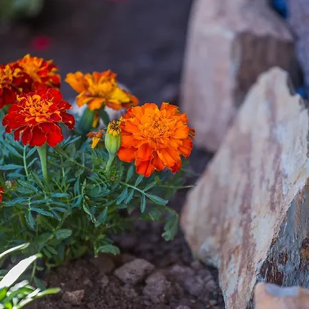 Cabanelas - Casa Do Afonso * فالي دي كامبرا