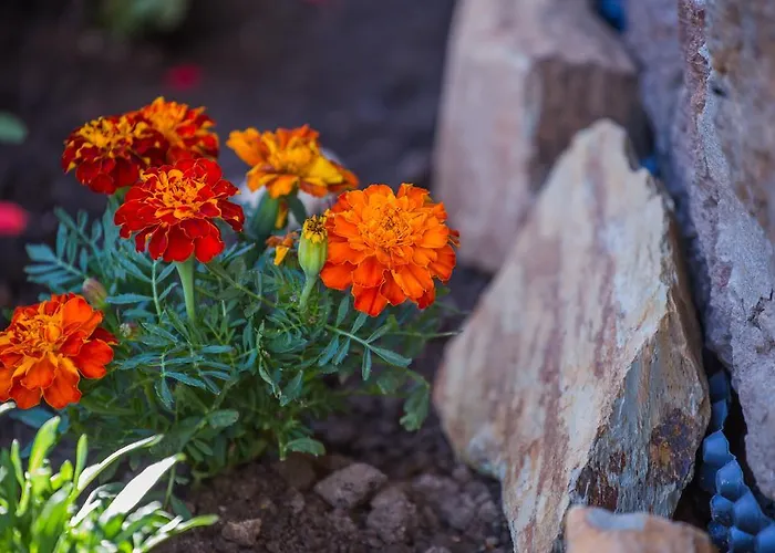 Cabanelas * Vale de Cambra